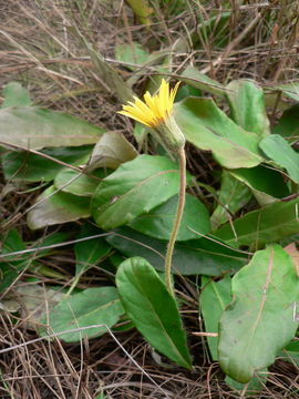 Image of Gerbera ambigua (Cass.) Sch. Bip.