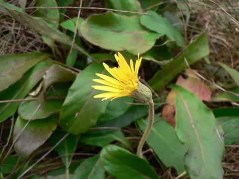 Image de Gerbera ambigua (Cass.) Sch. Bip.