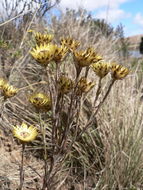 Image of <i>Helichrysum sulfureofuscum</i> Baker