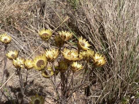 Image of <i>Helichrysum sulfureofuscum</i> Baker