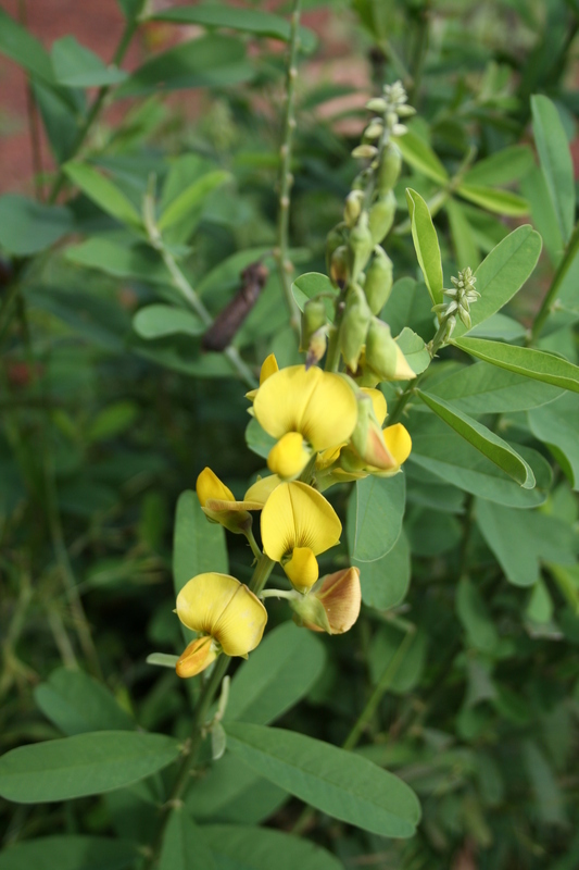 Crotalaria retusa (rights holder: Marco Schmidt)