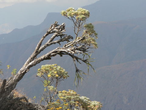 Image of <i>Helichrysum densiflorum</i> Oliv.