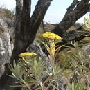 Image of <i>Helichrysum densiflorum</i> Oliv.