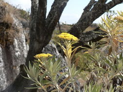 Image of <i>Helichrysum densiflorum</i> Oliv.