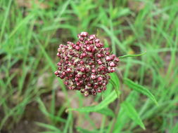 Image of Helichrysum nudifolium (L.) Less.