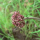 Image of Helichrysum nudifolium (L.) Less.