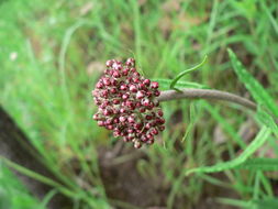 Image of Helichrysum nudifolium (L.) Less.