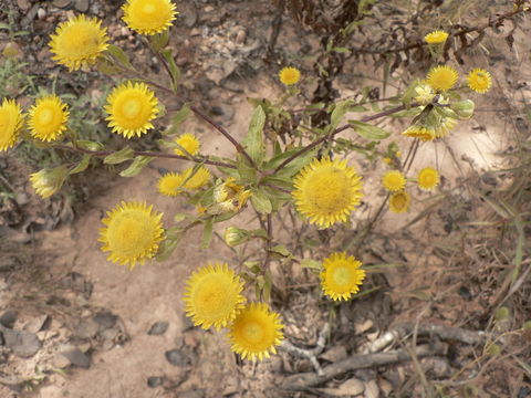 Image of Helichrysum setosum Harv.