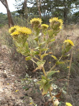 Image of Helichrysum setosum Harv.