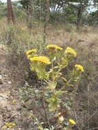 Image of Helichrysum setosum Harv.