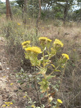 Image of Helichrysum setosum Harv.