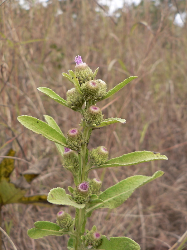 Sivun Blumea brevipes (Oliv. & Hiern) Wild kuva
