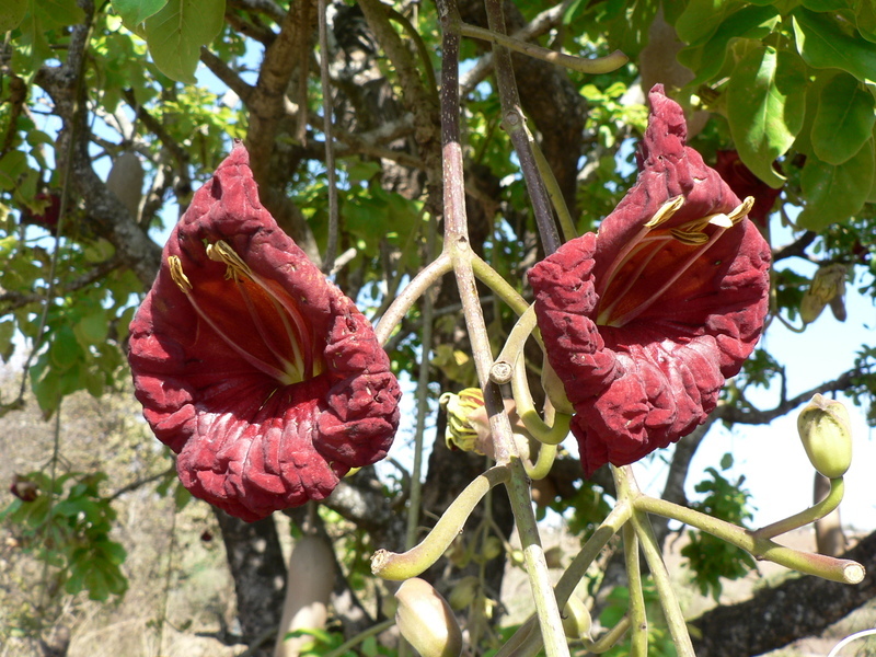 Plancia ëd Kigelia africana (Lamarck) Benth.