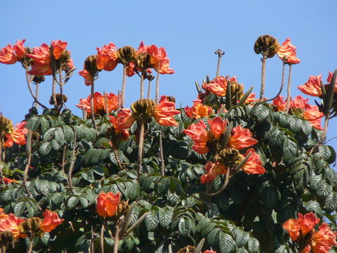 Image of Nandi Flame