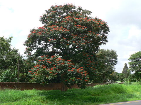 Plancia ëd Spathodea campanulata Beauv.