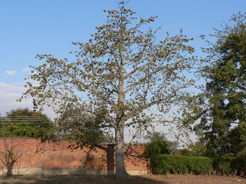 Image of kapoktree