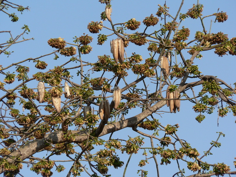 Image of kapoktree