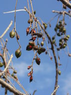 Imagem de Commiphora zanzibarica (Baill.) Engl.