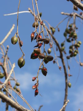 Sivun Commiphora zanzibarica (Baill.) Engl. kuva