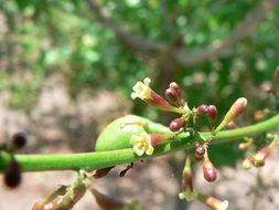 Imagem de Commiphora zanzibarica (Baill.) Engl.