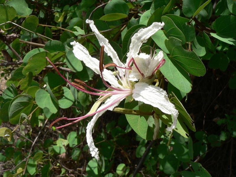 Image of Coffee bauhinia