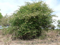 Image of Coffee bauhinia