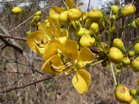 Image of <i>Cassia singueana</i> Delile