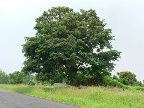 Image of Wild Mango