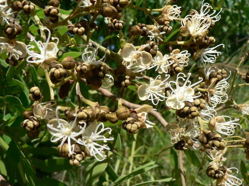 Plancia ëd Julbernardia paniculata (Benth.) Troupin