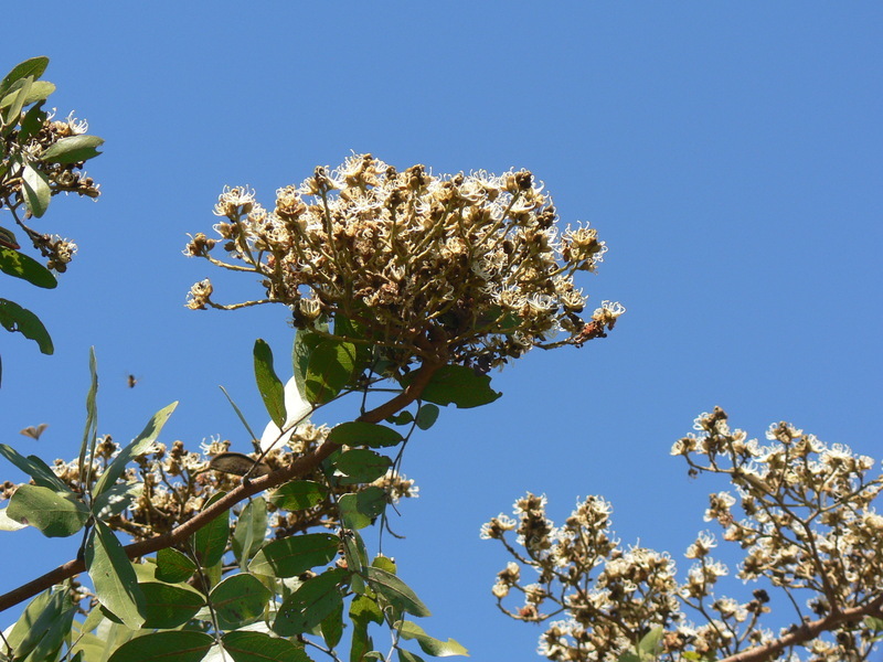 Plancia ëd Julbernardia paniculata (Benth.) Troupin