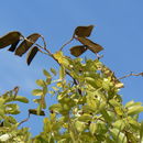 Imagem de Julbernardia paniculata (Benth.) Troupin