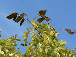 Plancia ëd Julbernardia paniculata (Benth.) Troupin