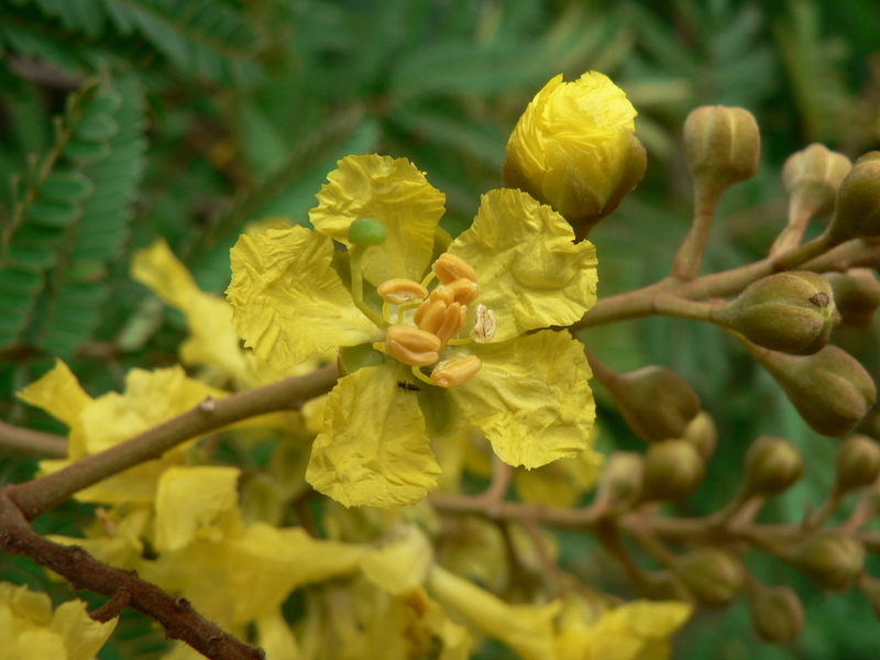 Peltophorum africanum Sond. resmi