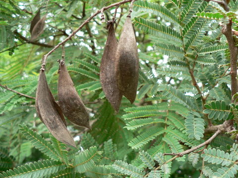 Image of African weeping-wattle