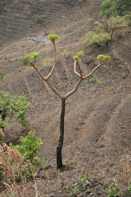 Image of Octopus cabbage tree