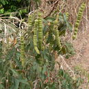 Image of Eared senna