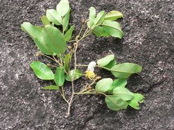 马达加斯加鲍古豆的圖片
