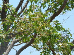 马达加斯加鲍古豆的圖片