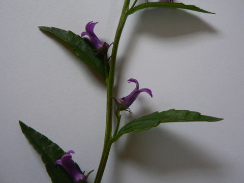 Image of Cyphia erecta De Wild.