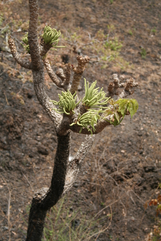 Image of Octopus cabbage tree