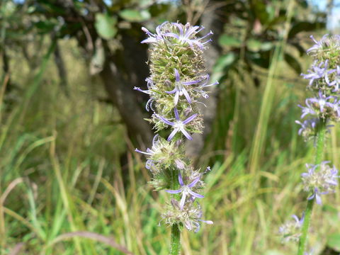 Image of Wahlenbergia capitata (Baker) Thulin