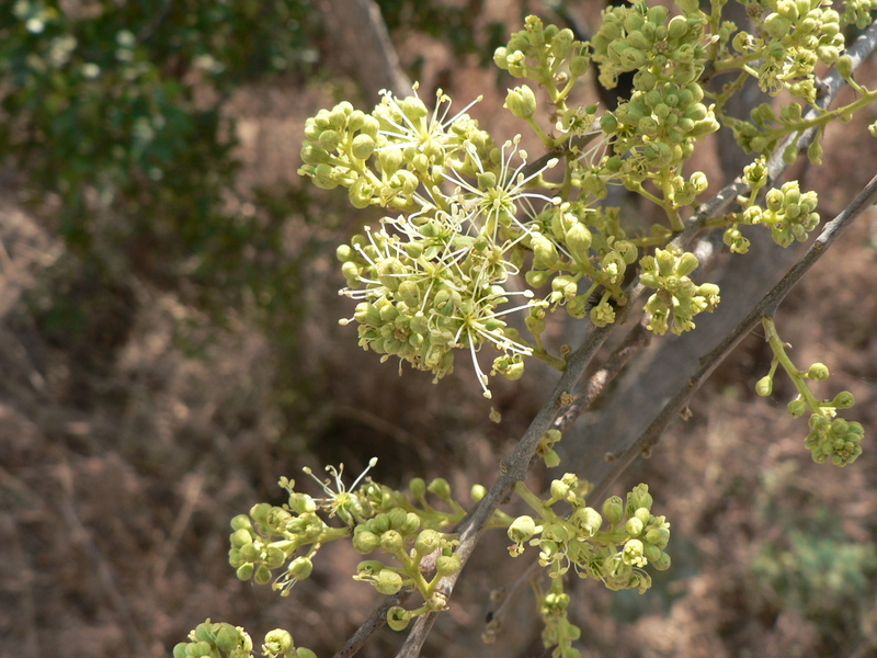 Слика од Boscia salicifolia Oliv.