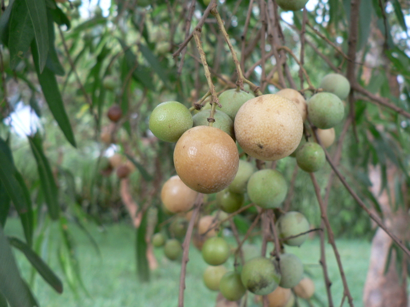 Слика од Boscia salicifolia Oliv.