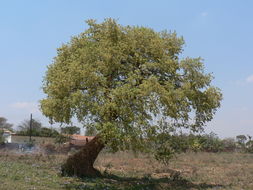 Слика од Boscia salicifolia Oliv.