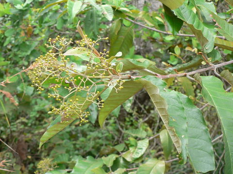 Image of Orange-milk tree