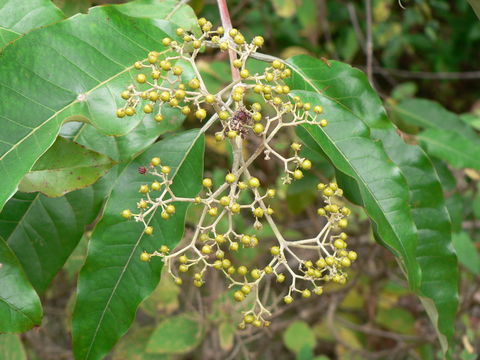 Image of Orange-milk tree