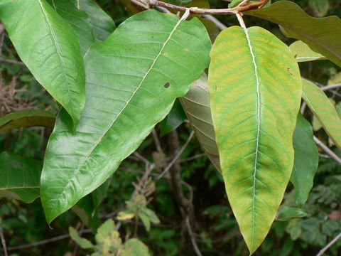 Image of Orange-milk tree