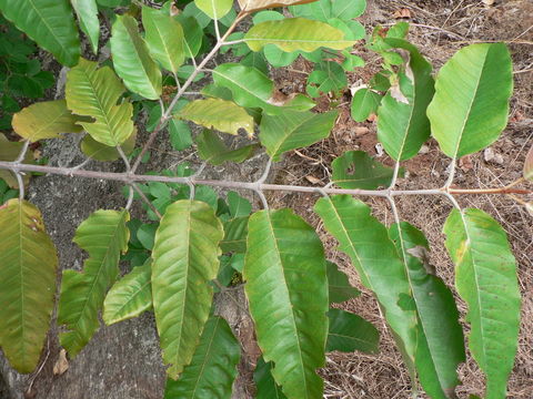 Image of Orange-milk tree