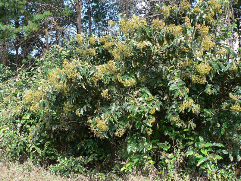 Image of Orange-milk tree