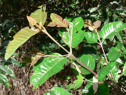 Image of Orange-milk tree